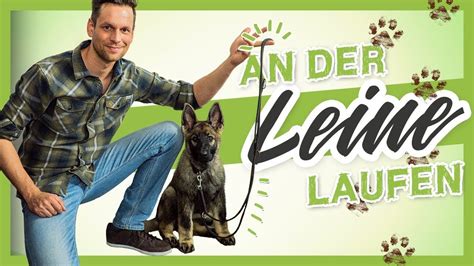 Es enthält auch informationen darüber, was zu tun ist, wenn dies nicht der fall ist und welche konsequenzen dies haben kann. An der LEINE laufen - so lernt es dein HUND WELPE ...