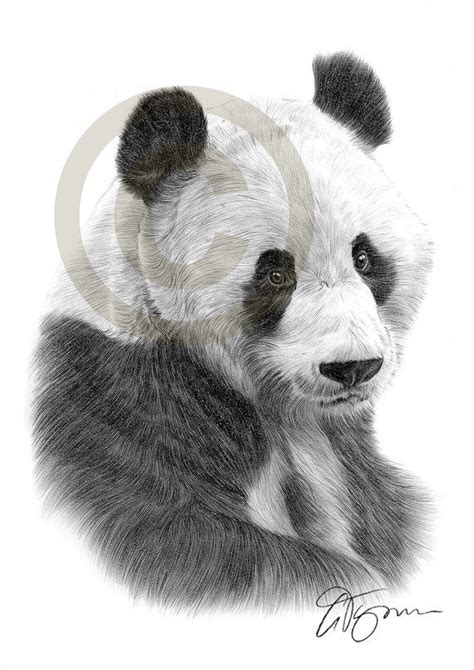 Giant Panda Pencil Drawing Print Animal Art Artwork Signed By