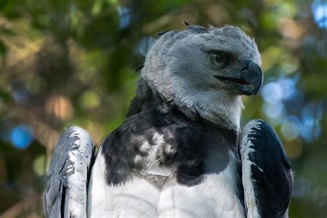 Conoce Al águila Harpía El Ave Más Imponente De América