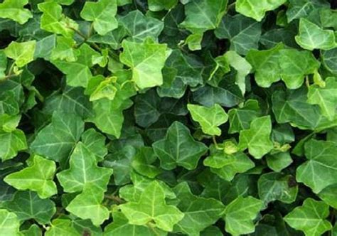 Там ее плети достигают 80 м. Hedera Hibernica 50-60cm kopen bij Tuincentrum Boskoops.nl ...