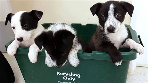 Puppies Left To Die In Woodland Saved By Passing Dog In Lassie Style