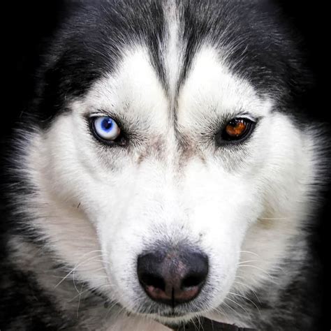 The siberian husky's eyes are blue, green, brown, or hazel. Why Do Huskies Have Blue Eyes? (The Answer Lies in Their Genes)