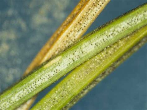 It needs to grow in a colder climate. Rhizosphaera Needle Cast | Horticulture and Home Pest News