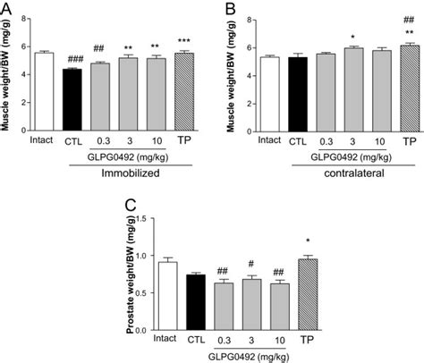 Glpg0492 Reversed Immobilization Induced Muscle Atrophy In A