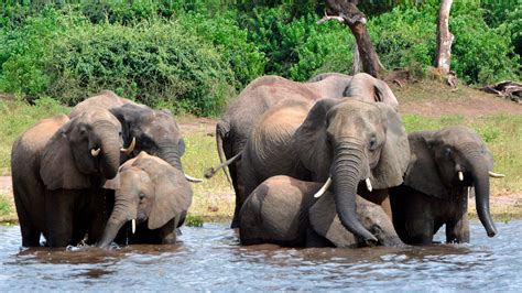 Botswana Lifts Ban On Elephant Hunting To Some Anger
