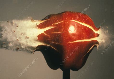 High Speed Photo Of Bullet Striking Apple Stock Image H6300078