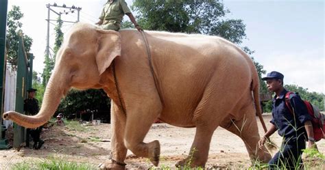 Rare White Elephant Captured In Myanmar National Globalnewsca