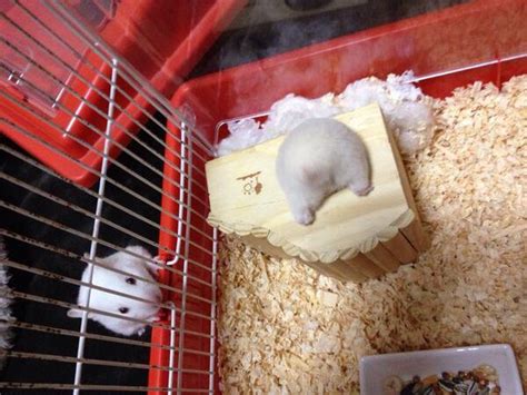 Pin By Yuko O On Cuuuuute Cute Hamsters Cute Baby