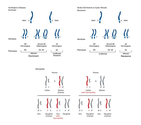 Mendelian Inheritance