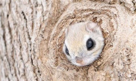 Animalsake provides some facts about these cute critters. Wallpapers / Pictures of Japanese Dwarf Flying Squirrel ...