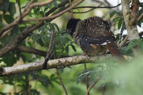 Spotted Laughingthrush Ianthocincla Ocellata Zoochat