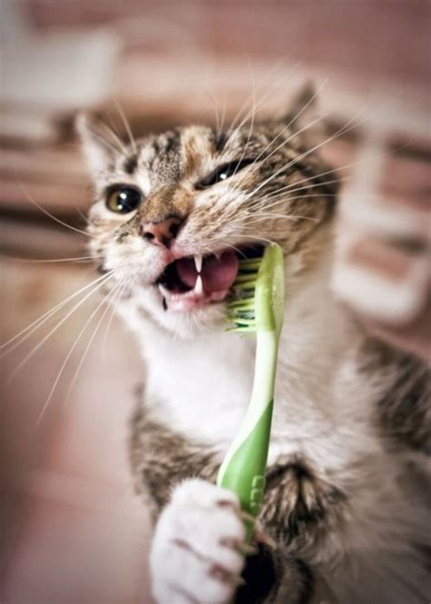 The newest addition to the vast array of online communities is this group devoted to cat teeth. 5 Ways to Keep your Cat's Teeth Clean