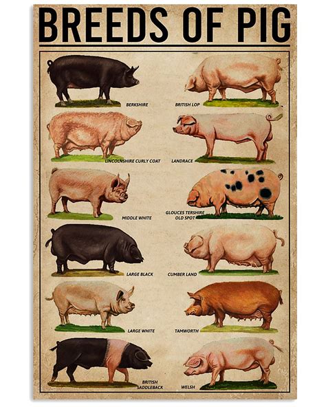 Breeds Of Pigs