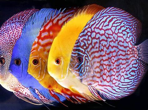 Symphysodon Discus Tropical Fish For Wallpaper Hd Mobile ...