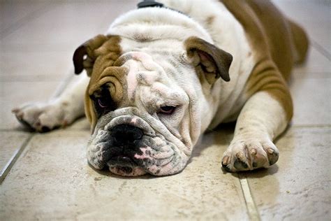 Veterinary Pet Insurance Reveals Top 10 Most Unusual Dog ...