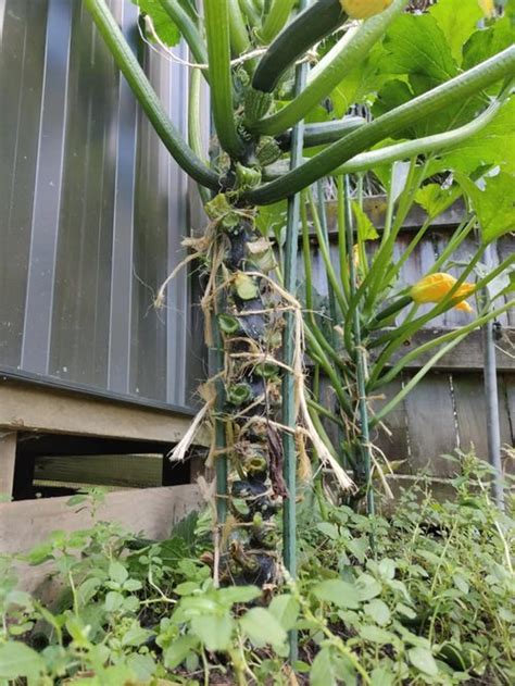 How To Grow Zucchini Vertically To Save Space And Unlimited Harvest