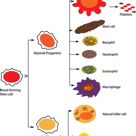 Origin Of Different Subtypes Of Blood Cancer Red With Respective