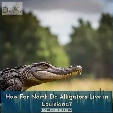 Farthest North Alligator Found In Us Surprising Locations Answered By