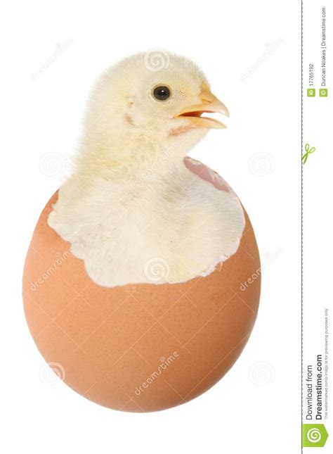 Chicken In Egg Stock Photo Image Of Chicken Inside