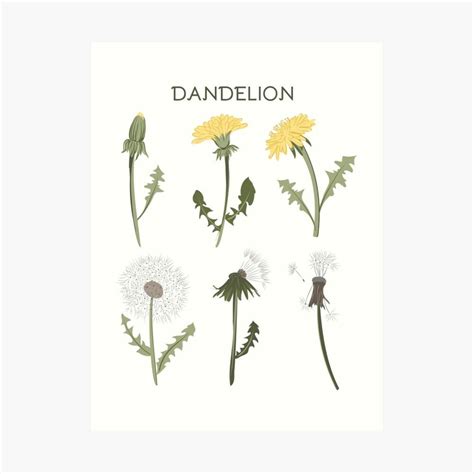 Classic Yellow Dandelions Art Print For Sale By Studioposies