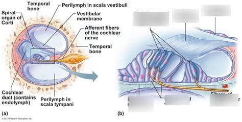 Anatomy Of The Cochlea B Diagram Quizlet