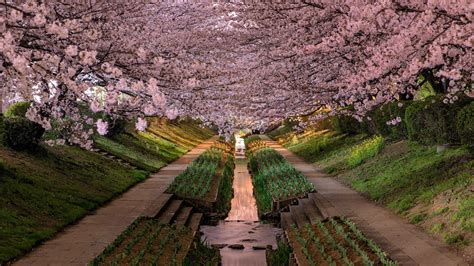 Spring Flowering Garden In Japan Wallpapers And Images Wallpapers