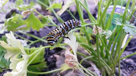 Black Swallowtail Caterpillars Eating Parsley YouTube