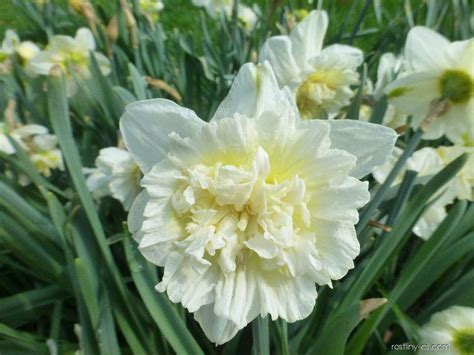 Narcis Narcissus Ice King Květy Květenství Rostliny
