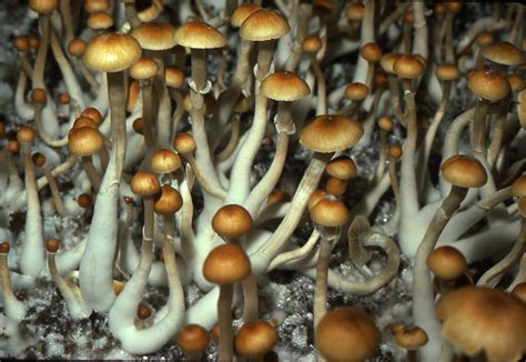 Magic Mushrooms Psilocybe Cubensis Growing From Grain Trays In 1977