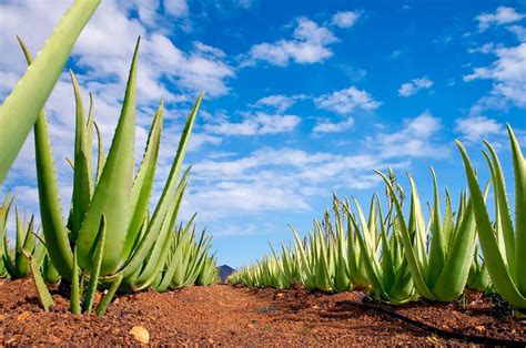 It is commonly used in the cosmetics industry and makes over 13 billion dollars in profit. What Are the Health Benefits of Aloe Vera? | Aloe vera ...