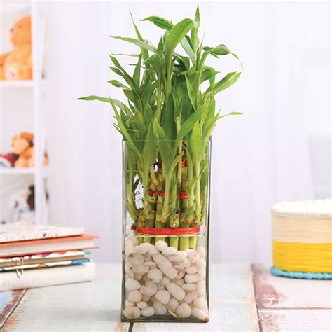 3 Layer Lucky Bamboo In A Glass Vase With Pebbles Divinity World