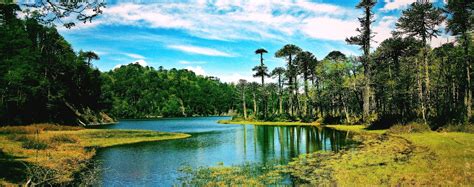 Lake Chile Forest Clouds Grass Trees Monkey Puzzle Tree Reflection Hill