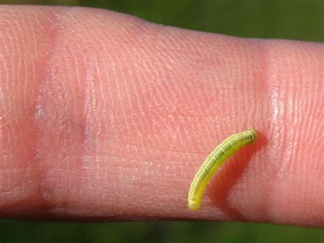 Green Caterpillar © Stephen Craven Geograph Britain And Ireland