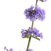 Try this shorter stature plant in city gardens or near the front of the border. 'Cat's Pajamas' - Catmint - Nepeta hybrid | Proven Winners