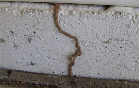 8 Telltale Termite Signs To Look Out For Pest Hacks