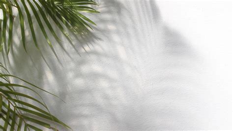 Green Palm Tree Leaves With Shadow On White Background 1739534 Stock