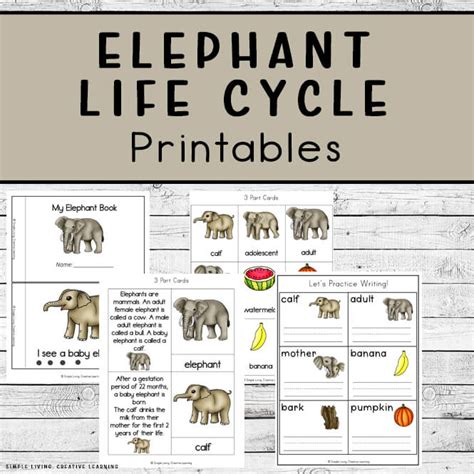 Life Cycle Of An Elephant Diagram