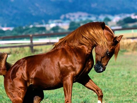 Una enorme colección, una variedad increíble, más de 100 millones de imágenes rf y rm de alta calidad y a un precio asequible. caballos lo mejor