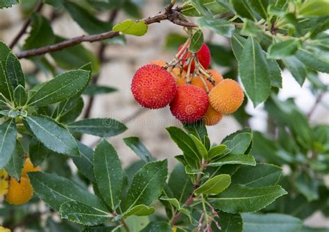 The Fruit Of A Strawberry Tree Arbutus Unedo In Southern Italy Stock