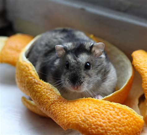 An Introduction To Dwarf Hamster Species