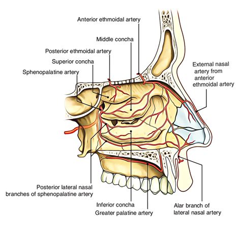 The anatomy of the lateral wall of the nasal cavity is quite complex and is where most anatomic anomalies occur. Easy Notes On 【Nasal Cavity】Learn in Just 4 Minutes ...