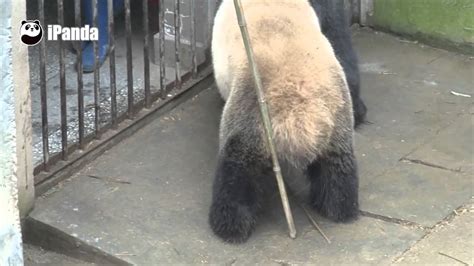 Worlds First Broadcast Of Giant Panda Mating Panda Xi Mei Youtube