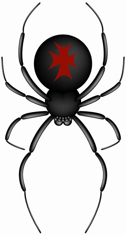 Spider Transparent Spiders Clipart Clip Halloween Crusader