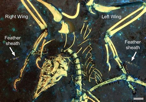 New Insights Into The Origins Of Flight From Ancient Archaeopteryx Fossil