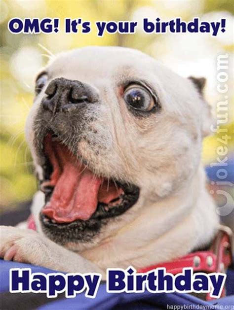 🐶 29 Funniest Happy Birthday Dog Meme Funny Happy Birthday Pictures