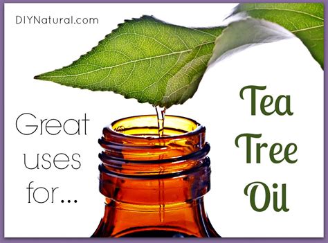 Uses for Tea Tree Oil: 12 Every Day Uses for Tea Tree 