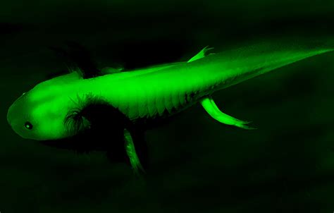 Gfp Axolotls A Naturally Occurring Phenomenon Mudfooted