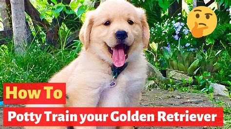 How To Potty Train A Golden Retriever Puppy Effective Yet Easy