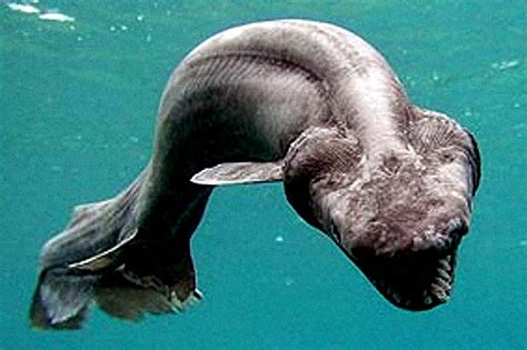 Rare Deep Sea Shark Criaturas Das Profundezas Do Mar Animais