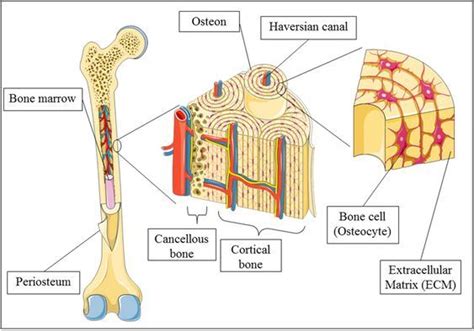 Long bones are covered by a membranous layer called the periosteum. Compact Bone Diagram Long Bone Compact Bone And Spongy ...